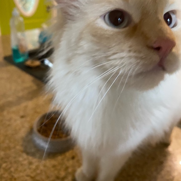 Meet your Posher, Kat - Picture 3 of 4